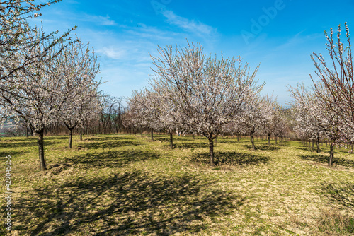 Blossoming almond tree orchard with blue sky above