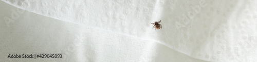 a small tick on a cloth panorama