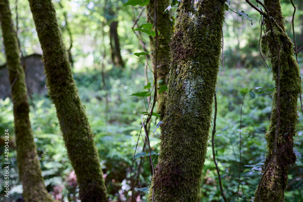 Mossy tree trunks in a lush forest