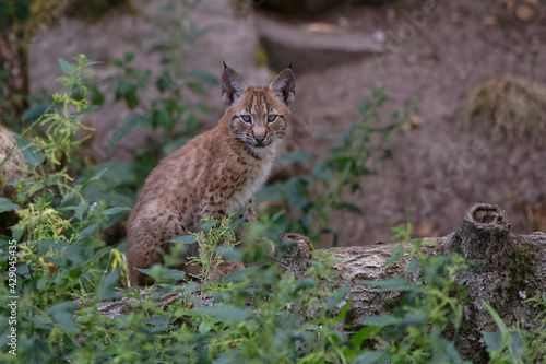 Lynx boréal juvénile