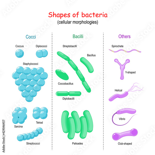 bacteria Shape. cell morphology photo