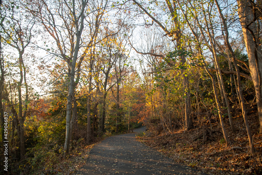 Fototapeta premium Trail through the woods at golden hour