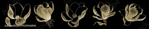 Set of illustrations of magnolias on a black background gold outline with hatching