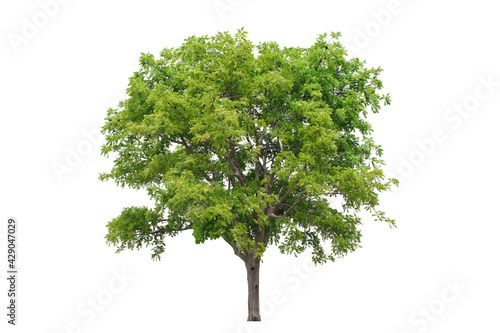 Green tree isolated on white background for landscape element or environment  