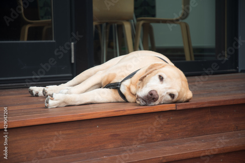 Senior yellow Labrador retriever "Chief" relaxing on the deck after a long day of doing nothing.