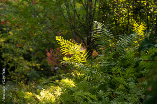 Sunlight on a fern in the woods