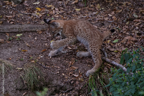 Lynx boréal juvénile © Patrick