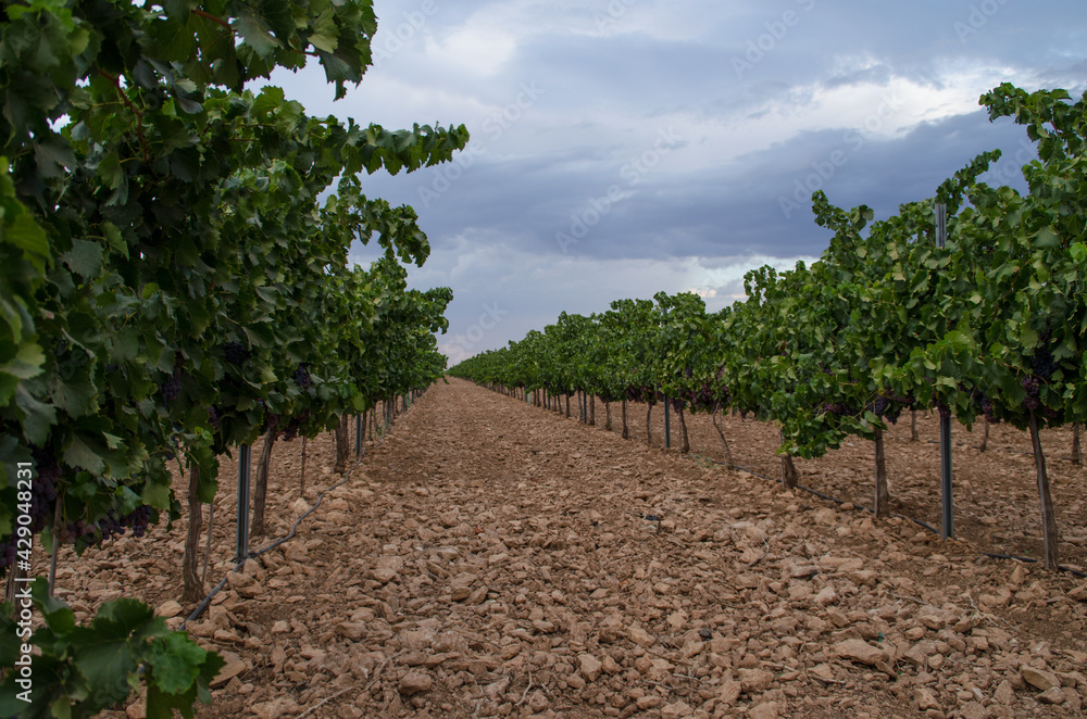 space between vineyards in a winery space between vineyards in a winery