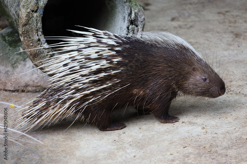 Close up the malayan porcupine animal is sleep and rest