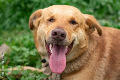 happy ginger dog with protruding tongue