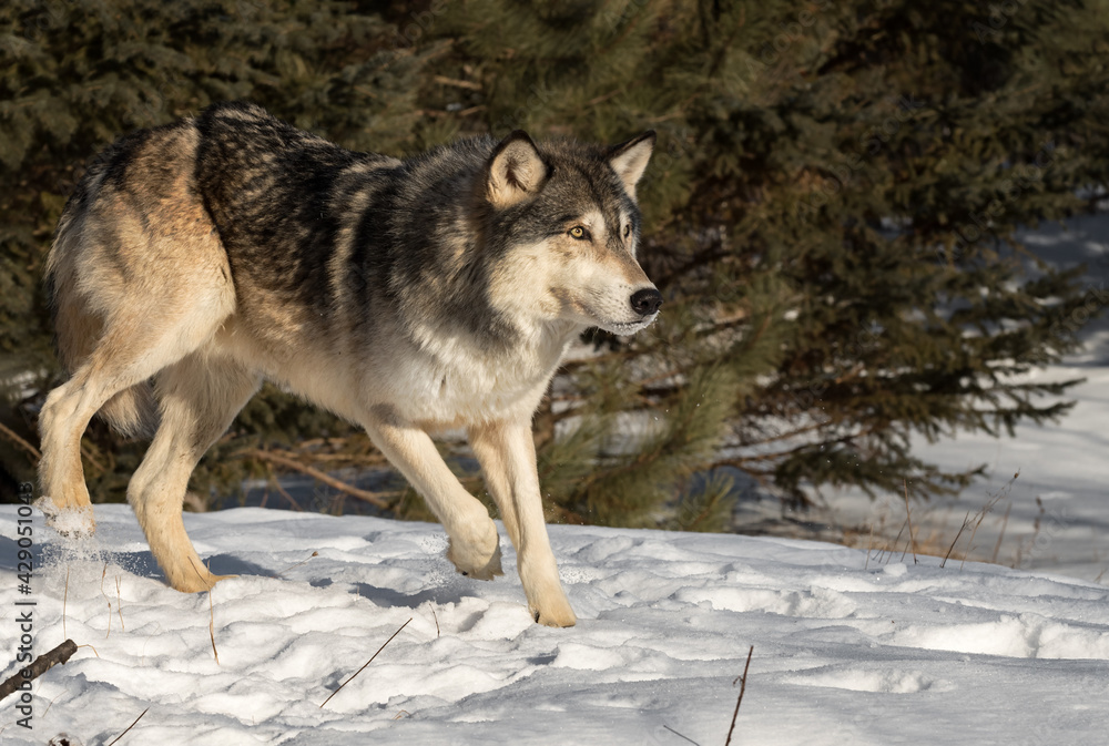Naklejka premium Grey Wolf (Canis lupus) Steps Forward Through Snow Eyes Up Winter