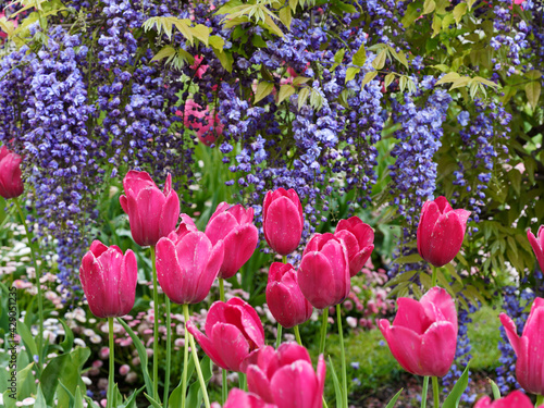 Purple flowers of wisteria blooming in the spring time with pink tulips