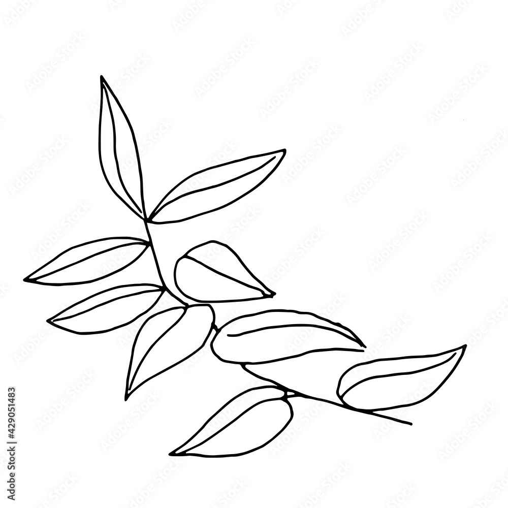 Vector illustration of doodle, leaf, summer plant, sketch .Grass leaves.