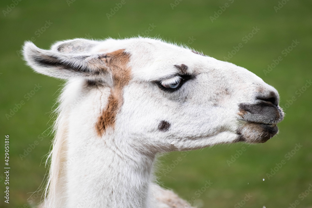side view of llama head