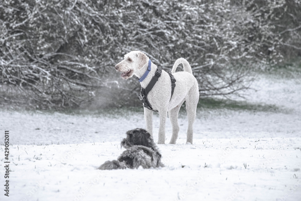 two dogs in the snow
