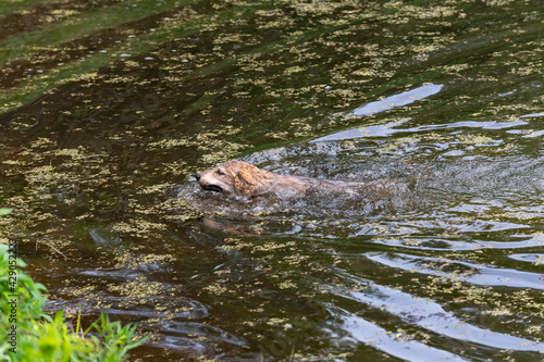 Grey Wolf (Canis lupus) Swims For Shoreline Summer