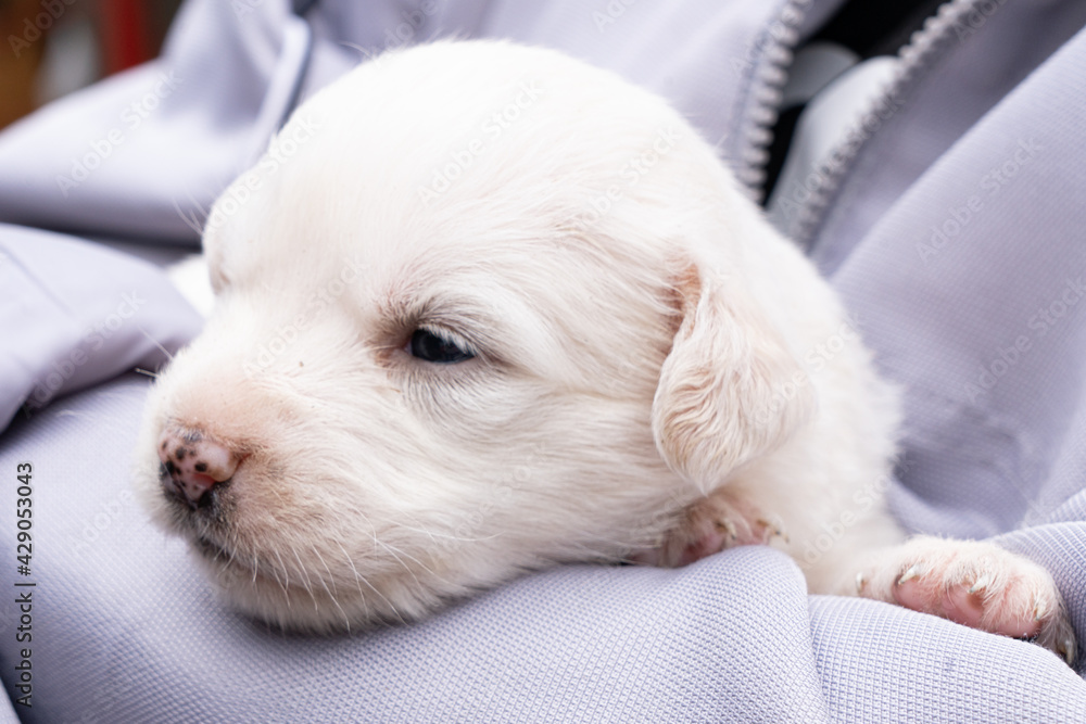 white puppy in the arms of a man white puppy in the arms of a man