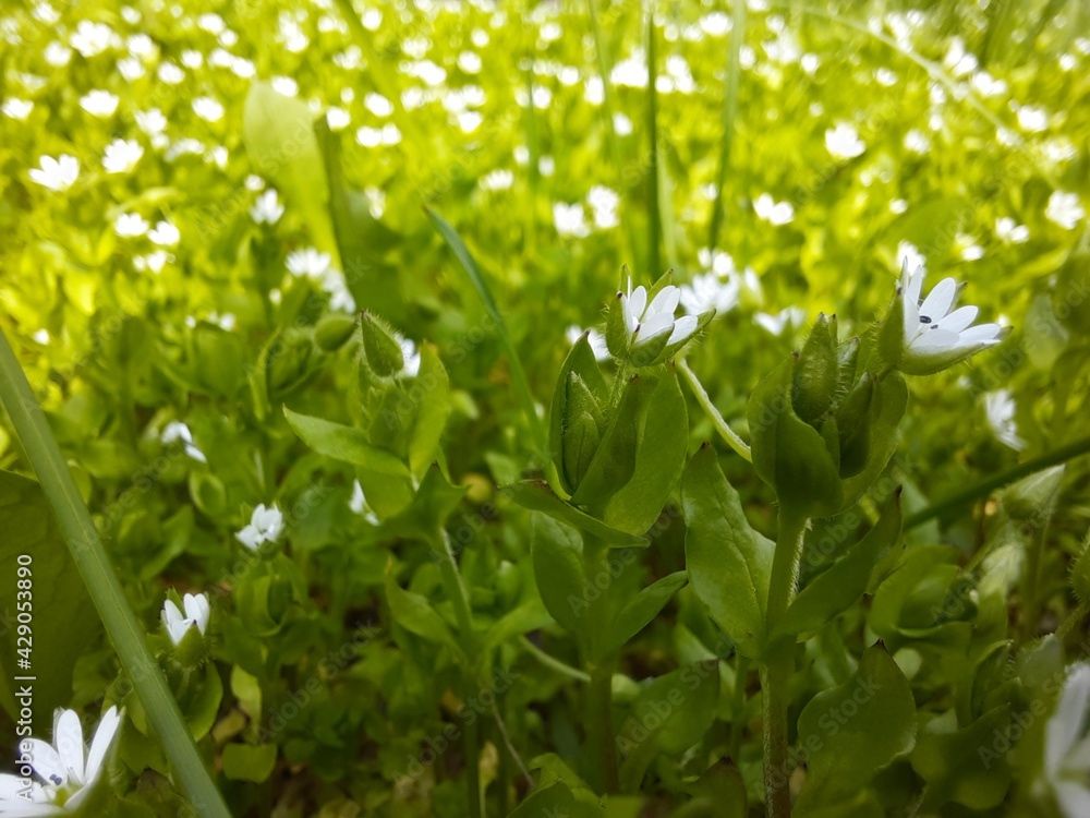 spring flowers stars on the meadow in the grass spring flowers stars on the meadow in the grass