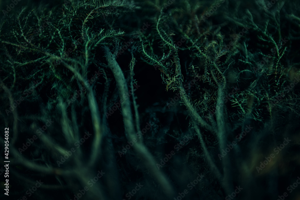 Roots green backgrounda Roots green backgrounda