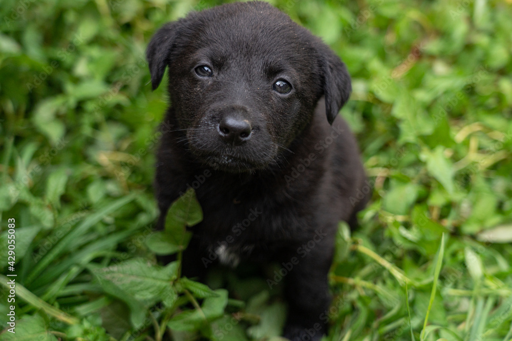 black puppy on the lawn looking at the camera black puppy on the lawn looking at the camera