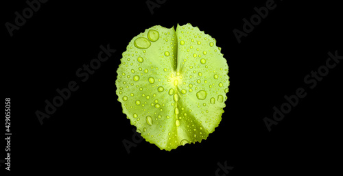 Isolated waterlily or lotus plant and flower with clipping paths.