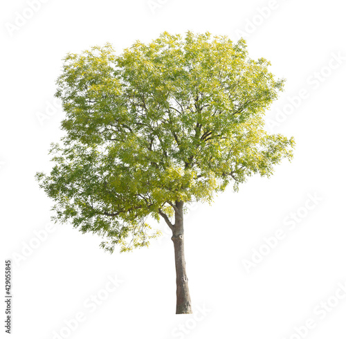 Japanese pagoda tree, also known as Styphnolobium japonicum, isolated tree on white background. photo