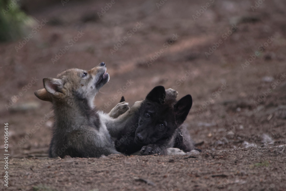 Fototapeta premium Louveteaux du Mackenzie