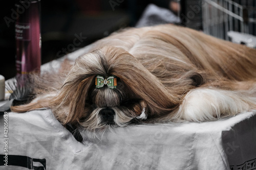 Portrait of a thoroughbred dog from a dog show close-up. A Shih tzu with long, silky hair and a green bow on top of her head lies asleep on a grooming table.