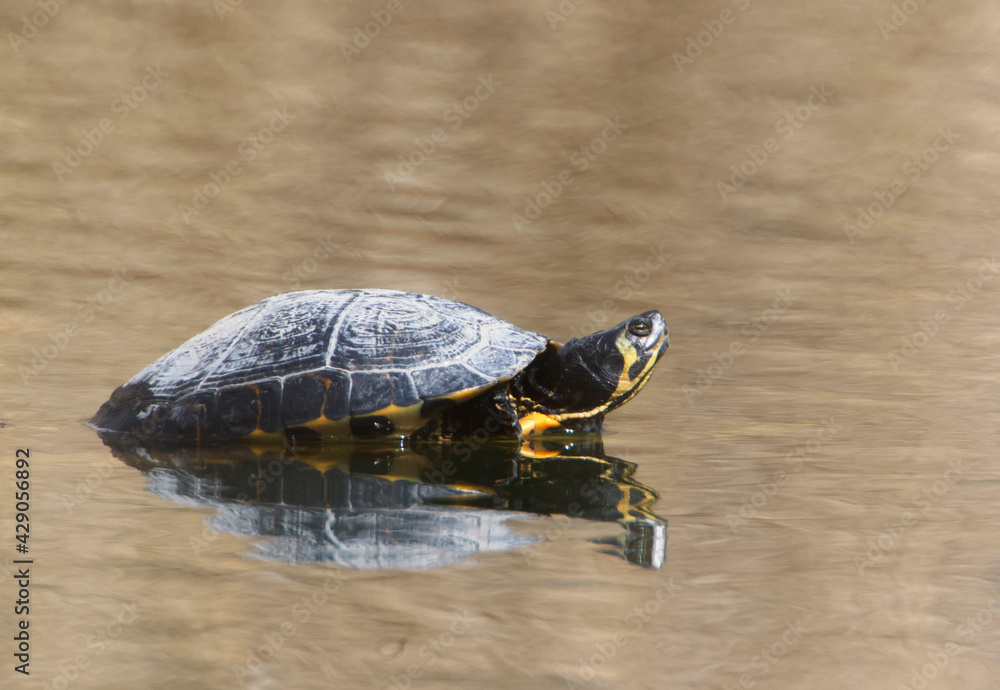 Fototapeta premium A Yellow-bellied slider (Trachemys scripta scripta) in the Ziegeleipark Heilbronn, Germany, Europe