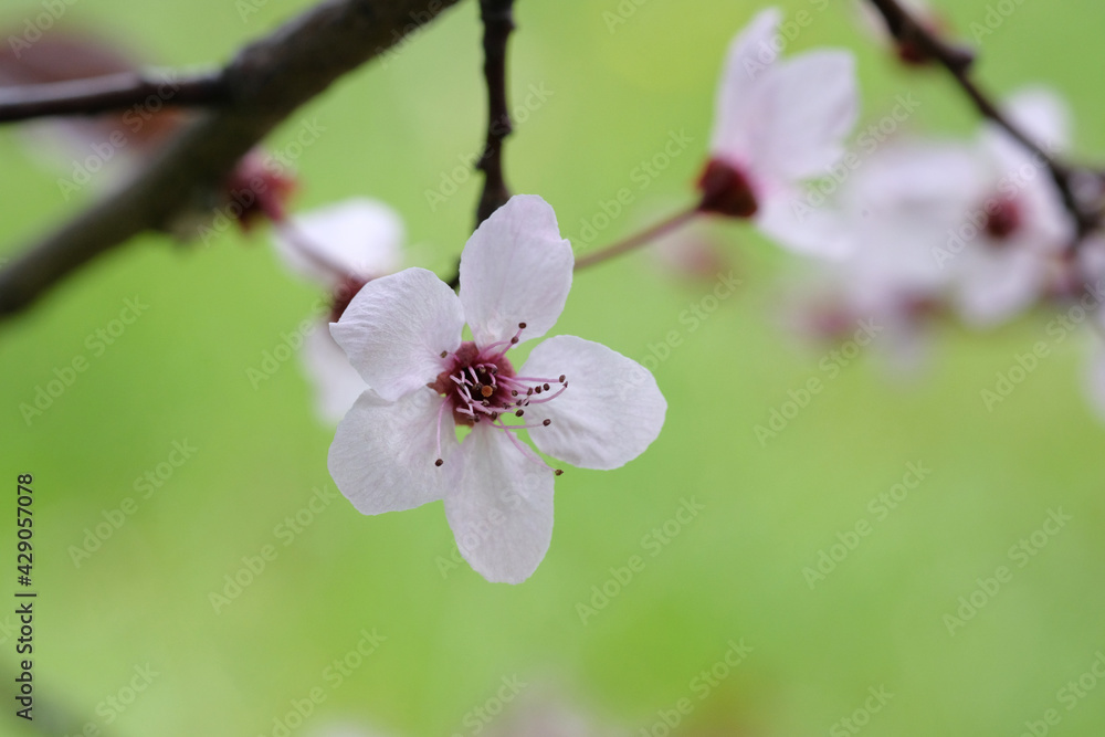 Apple blossom on blurred background of leaves Apple blossom on blurred background of leaves