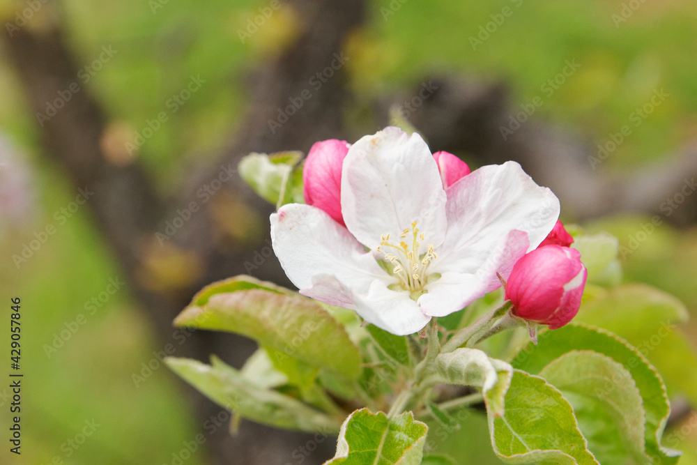 Pollinator-friendly apple and pear trees blooming with pretty white and pink flowers in a private urban orchard on a spring day in Italy Pollinator-friendly apple and pear trees blooming with pretty white and pink flowers in a private urban orchard on a spring day in Italy