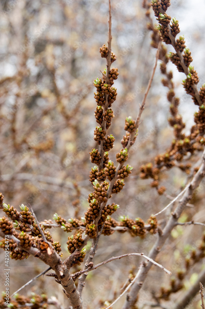 Background, texture. Blooming bushes in spring. Blurred background of trees. Background, texture. Blooming bushes in spring. Blurred background of trees.