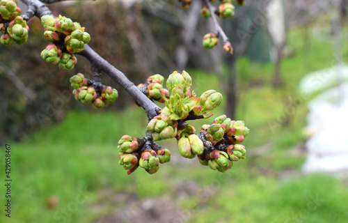 Bild auf Leinwand Buds prunus avium, commonly called wild cherry, sweet cherry, gean, or bird cherry
