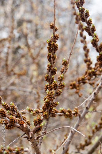 Background, texture. Blooming bushes in spring. Blurred background of trees.