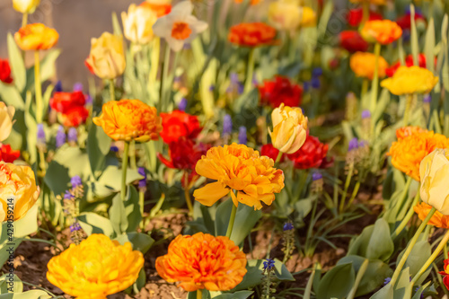 Tulips. Colored bright background with multi-colored tulips on a sunny day. Shallow depth of field. Toned image