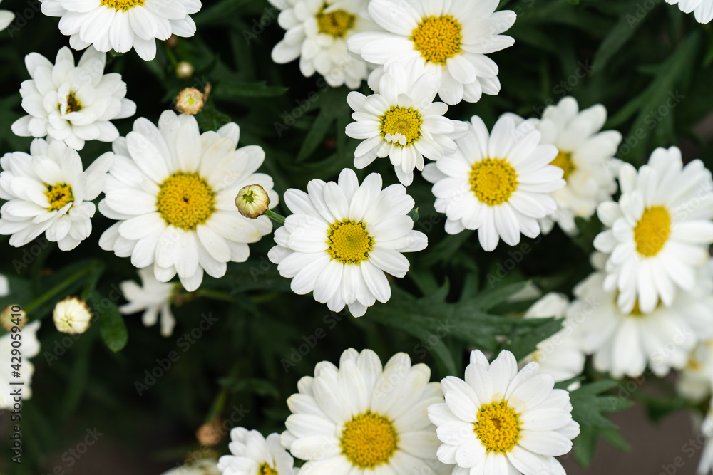 daisies in a garden daisies in a garden