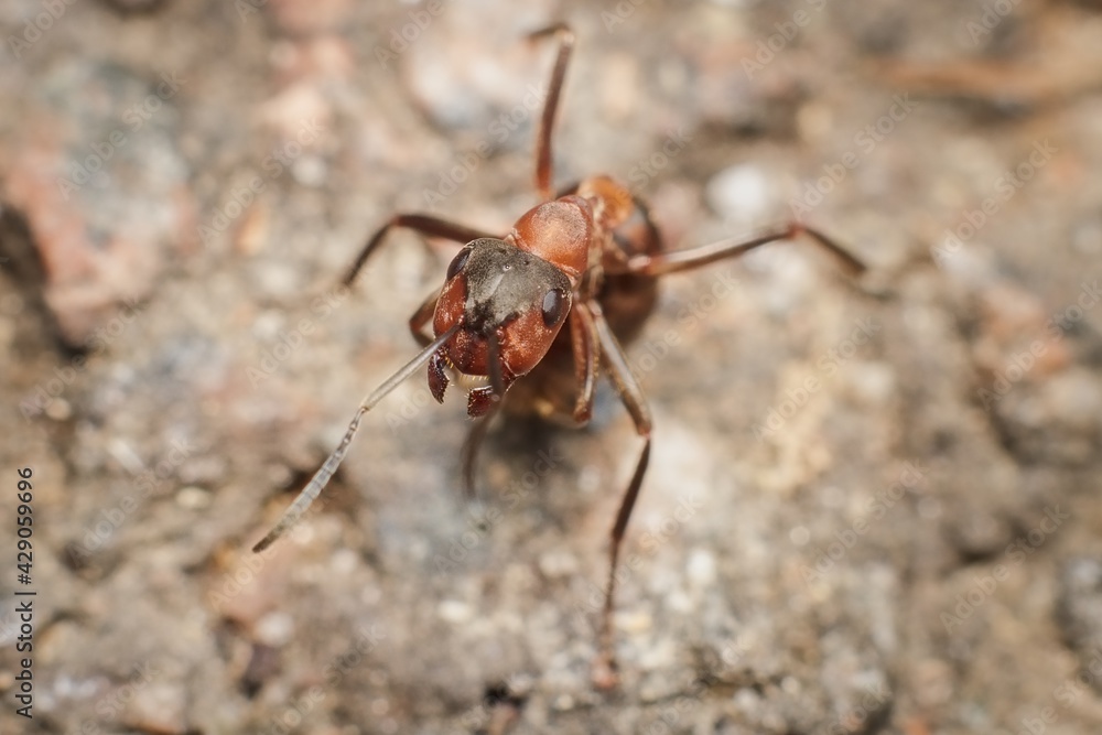 Fototapeta premium ant Formica sanguinea blood-red ant