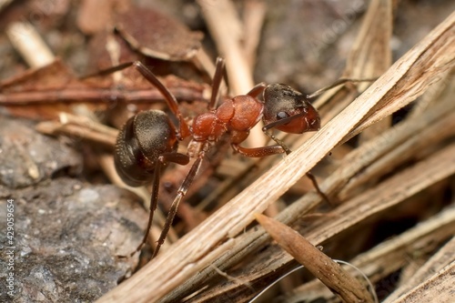 ant Formica sanguinea blood-red ant © Tomas