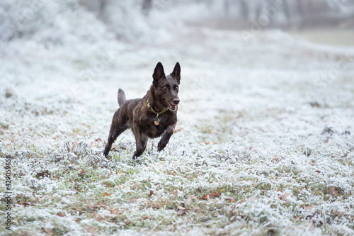 Photography cute malinois belgian and dutch shepherd mixed breed dog running in the snow in