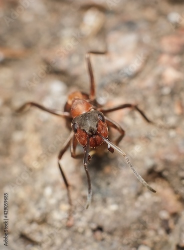 ant Formica sanguinea blood-red ant