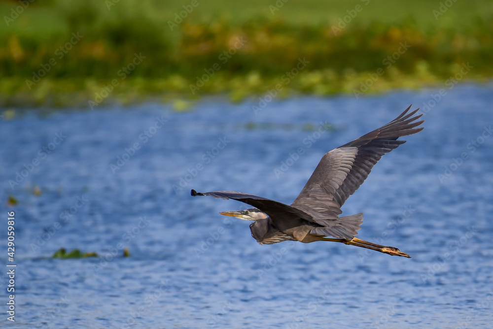 Obraz premium Florida birds