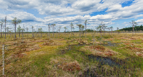 Landscape with a swamp in the foreground in Pyukha Hyaki National Park. Finland.