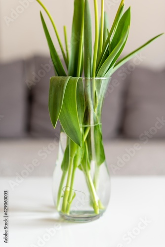 green leafs in pot. vase leaf