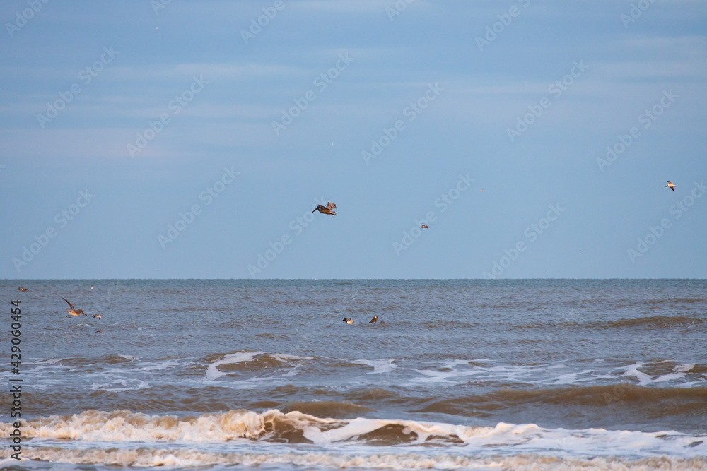 Pelican flying over the ocean
