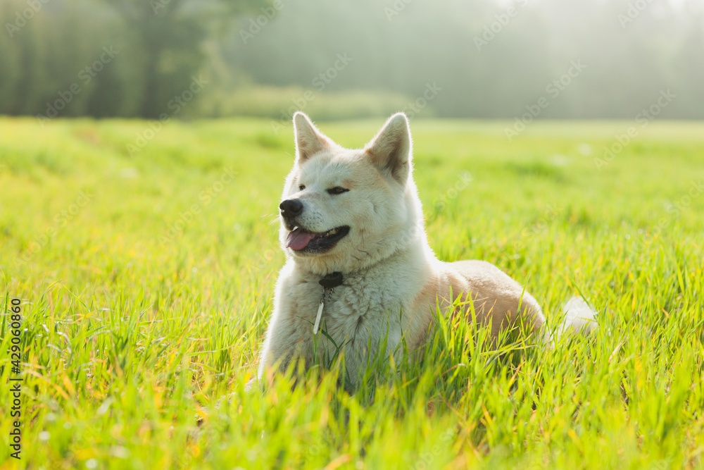 Japanese Akita Inu dog in a green field during summertime Japanese Akita Inu dog in a green field during summertime