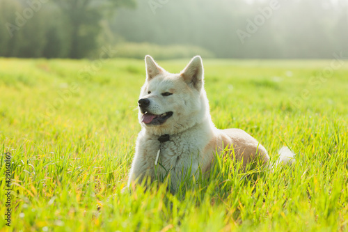 Japanese Akita Inu dog in a green field during summertime