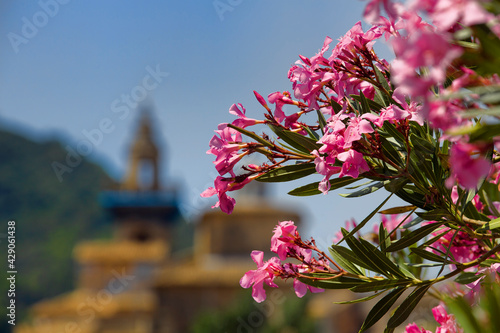 Oleander Blooming in Valldemossa, Majorca photo