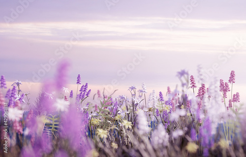 Fotografie, Obraz A meadow filled with pastel pink, lilac, white and yellow wild flowers and a soft summers evening