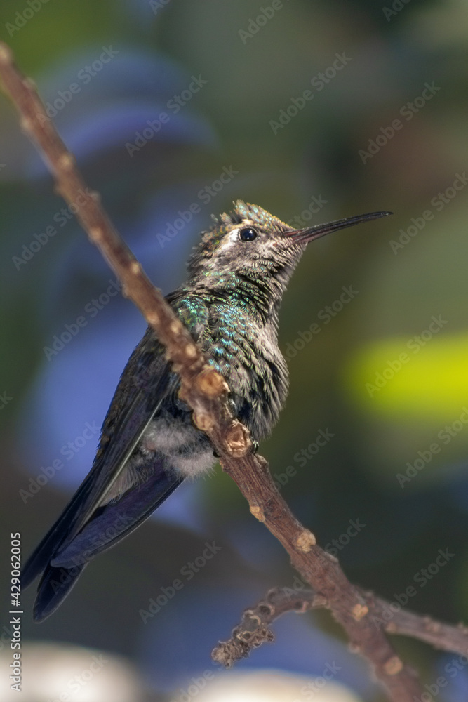 Fototapeta premium Vertical shot of a hummingbird perched on a tree branch