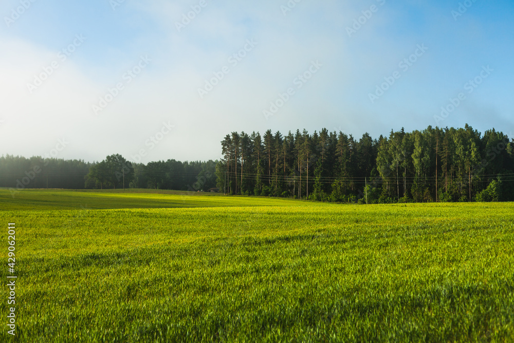Obraz premium Green wheat field growing near forest, morning sun and mist